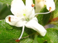 Rhododendron tschonoskii