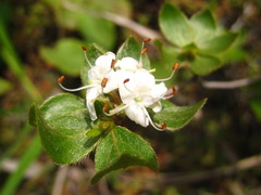 Rhododendron tschonoskii