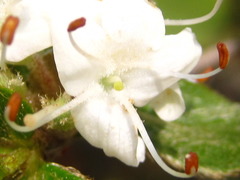 Rhododendron tschonoskii