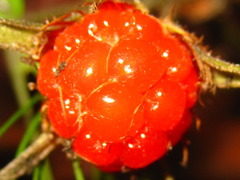 Rubus pungens oldhamii