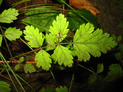 Rubus pungens oldhamii