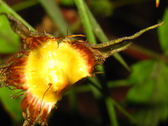 Rubus pungens oldhamii