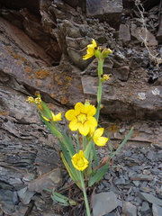 Sisyrinchium macrocarpum