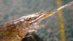 Neocaridina denticulata