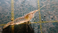 Neocaridina denticulata