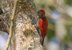 Dryobates sanguineus