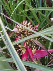 Aechmea aquilega