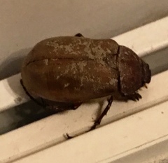 Sophrops planicollis