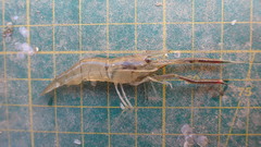 Macrobrachium asperulum