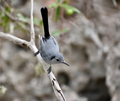 Polioptila lembeyei