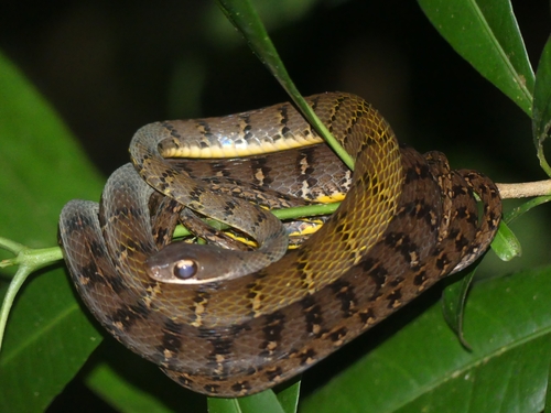 Olive Forest Racer, Dendrophidion dendrophis