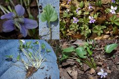 Viola affinis