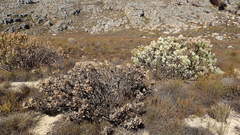 Leucadendron arcuatum