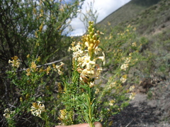 Dipyrena glaberrima