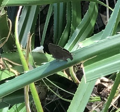 Mahathala ameria