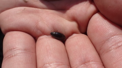 Sternolophus rufipes