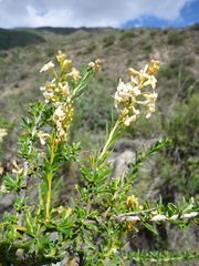 Dipyrena glaberrima