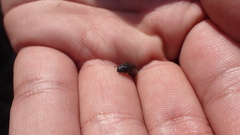 Sternolophus rufipes