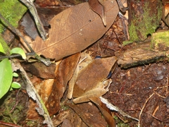 Pristimantis chiastonotus