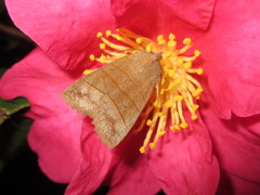 Eupsilia quadrilinea