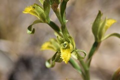 Chloraea cristata