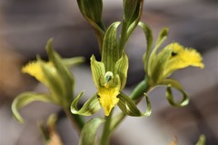 Chloraea cristata
