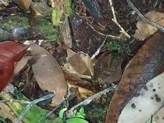 Pristimantis chiastonotus