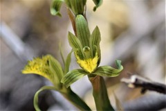 Chloraea cristata