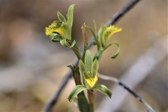 Chloraea cristata