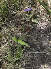 Tibouchina bipenicillata
