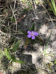 Tibouchina bipenicillata