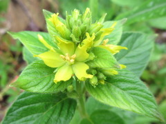 Lysimachia davurica