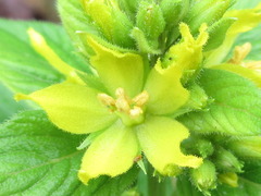 Lysimachia davurica