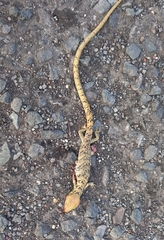 Gerrhonotus ophiurus