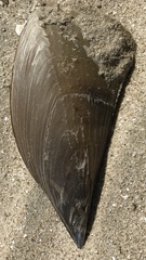 Pinnidae