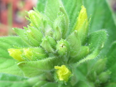 Lysimachia davurica