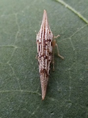 Polyglypta costata