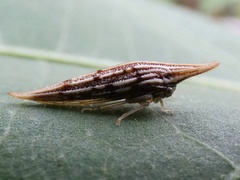 Polyglypta costata