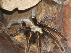Ephebopus murinus