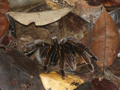 Ephebopus murinus