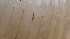 Alboglossiphonia lata