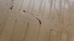 Alboglossiphonia lata