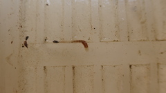 Alboglossiphonia lata
