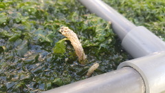 Veretillidae