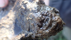 Helobdella octatestisaca