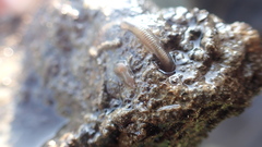 Helobdella octatestisaca