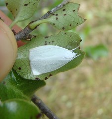 Nymphostola galactina