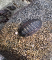Chiton magnificus