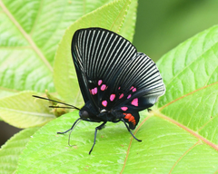 Lyropteryx apollonia