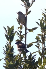 Passer domesticus